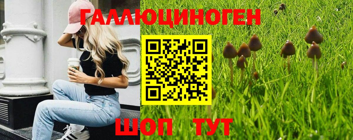 Галлюциногенные грибы Psilocybine cubensis Тосно